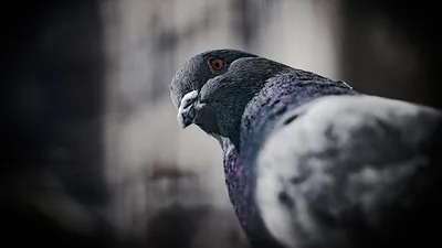 голубя-шпиона задержали в Камбодже, фото - Новости Zakon.kz от 31.07.2025 23:27