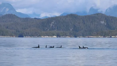 косатки, новый вид охоты, киты-убийцы, фото - Новости Zakon.kz от 31.07.2025 13:55