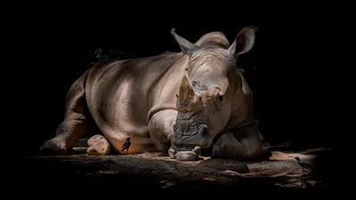 Природа, животное, птицы, фото - Новости Zakon.kz от 02.08.2025 05:20