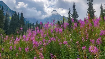Алматы, горы, Дмитрий Доценко, фотографии , фото - Новости Zakon.kz от 04.08.2025 00:38