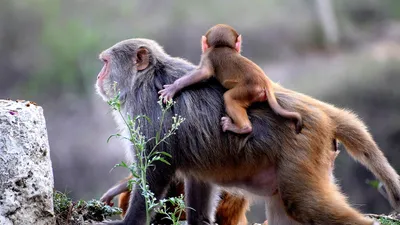 Животные, природа, зоопарк, фото - Новости Zakon.kz от 03.08.2025 05:36