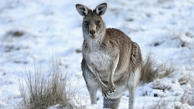 Кенгуру осваивают снежные поля впервые за 10 лет: на Австралию обрушился мощный ураган