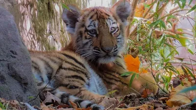 тигренка и львенка незаконно содержали в частном доме в Дагестане, фото - Новости Zakon.kz от 04.08.2025 23:21