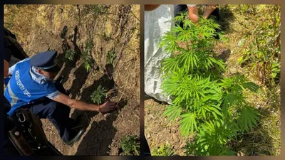 полицейский, поле конопли в Туркестанской области, фото - Новости Zakon.kz от 06.08.2025 13:24