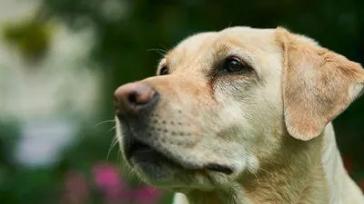 Лабрадор, собаки, друзья, фото - Новости Zakon.kz от 06.08.2025 11:29