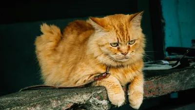 запрет на прогулку, коты, интересно, фото - Новости Zakon.kz от 07.08.2025 14:29