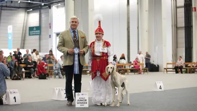 Официальная мировая премьера казахских тазы состоялась на Всемирной выставке собак WDS 2025 в Хельсинки, фото - Новости Zakon.kz от 08.08.2025 19:53