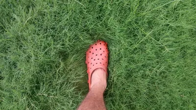 кроксы, обувь, сандалии, кроссовки, кеды, одежда, фото - Новости Zakon.kz от 08.08.2025 17:19