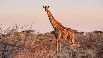 жираф погиб в результате столкновения с легкомоторным самолетом, фото - Новости Zakon.kz от 09.08.2025 02:08
