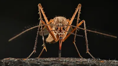 врач предупредил о симптомах новой опасной лихорадки, фото - Новости Zakon.kz от 10.08.2025 01:52