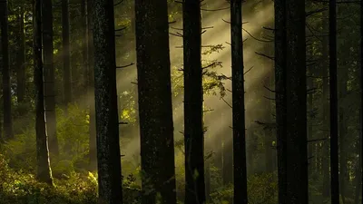 туристы потерялись в лесу в Карагандинской области, фото - Новости Zakon.kz от 09.08.2025 23:04