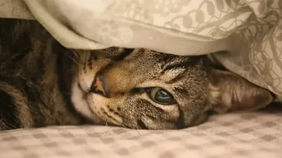 животные, фото - Новости Zakon.kz от 09.08.2025 11:42