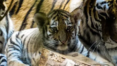 хищники, животные, зоопарки, фото - Новости Zakon.kz от 10.08.2025 09:53