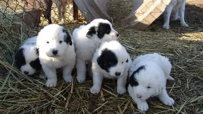 сохранять и популяризировать тазы и тобет призвал Токаев, фото - Новости Zakon.kz от 10.08.2025 18:36