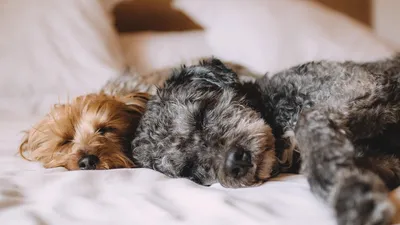 Отель в Китае предлагает собак для проживания, фото - Новости Zakon.kz от 11.08.2025 02:29