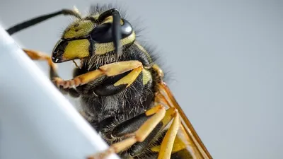 как защититься от ос на пикнике, фото - Новости Zakon.kz от 10.08.2025 22:29