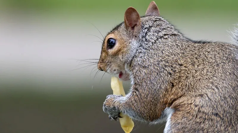 Ученые рассказали, что будет из-за частого употребления картофеля фри
