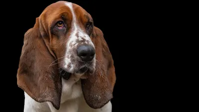 Павлодарца оштрафовали за громкий лай собаки ночью, фото - Новости Zakon.kz от 12.08.2025 00:06