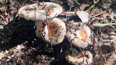 штраф, грибы, Боровое, разъяснение, фото - Новости Zakon.kz от 11.08.2025 13:10