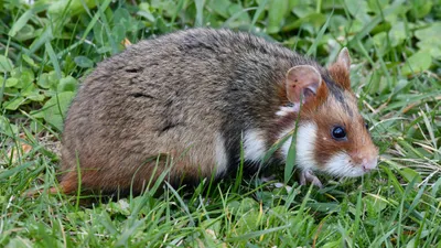 хомяк, фото - Новости Zakon.kz от 12.08.2025 14:02