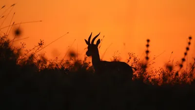 Китай, ученые, антилопы, исследования, робот, Тибет, фото - Новости Zakon.kz от 12.08.2025 18:55