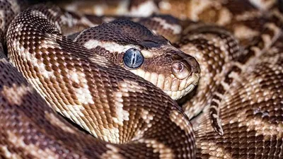 американец отловил рекордное количество питонов, получив солидный гонорар, фото - Новости Zakon.kz от 13.08.2025 01:21