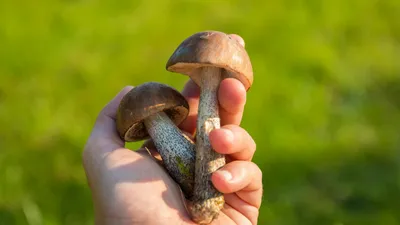 грибы, кому нельзя есть, вред, здоровье, врачи, фото - Новости Zakon.kz от 13.08.2025 11:37