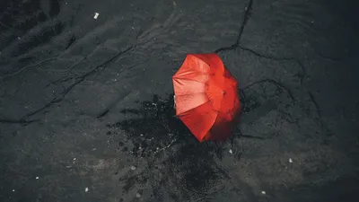 лужа, зонтик, фото - Новости Zakon.kz от 13.08.2025 13:58