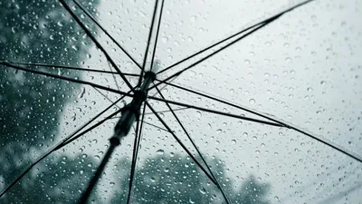 зонтик, капли дождя, фото - Новости Zakon.kz от 15.08.2025 13:34
