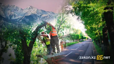 инвентаризация деревьев в Алматы, фото - Новости Zakon.kz от 15.08.2025 18:05