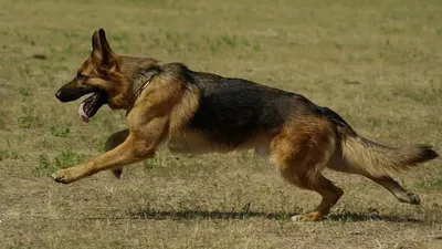 кинологи, животные, собака, фото - Новости Zakon.kz от 17.08.2025 11:02