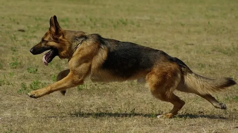 Кинолог рассказал, от каких фобий поможет избавиться собака