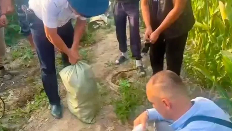 50 кг конопли пытались спрятать среди кукурузы в Алматинской области