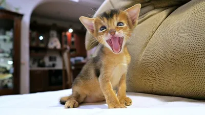 котенок, фото - Новости Zakon.kz от 18.08.2025 16:45