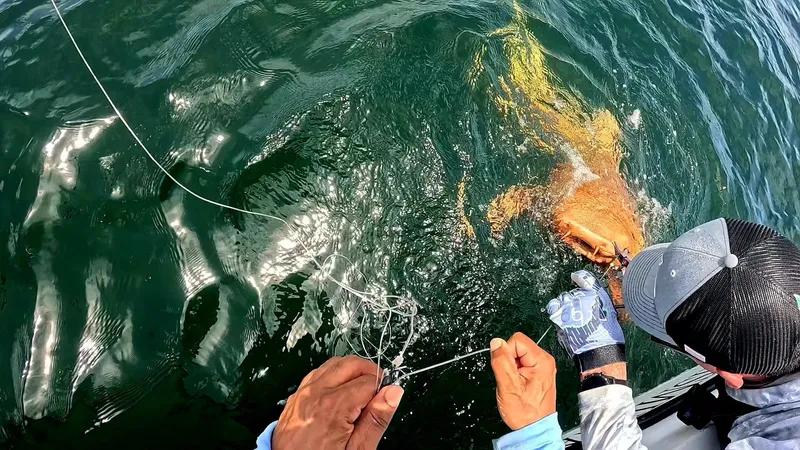 "Золотую" акулу впервые в истории заметили в популярном туристическом месте