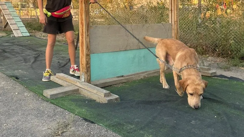 Лабрадор спас девочку ценой своей жизни в Актау