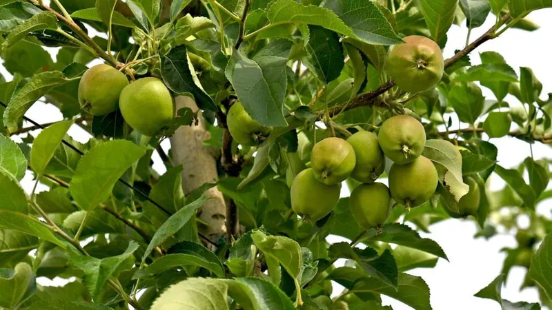 Аграрный сектор Алматинской области демонстрирует рост и новые перспективы