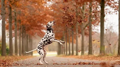 собака осенью, здоровье, питомец, фото - Новости Zakon.kz от 20.08.2025 21:32