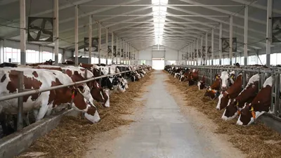 Корова, коровы, крупный рогатый скот, скотоводство, фермерское хозяйство, животноводство, ферма, сурет - Zakon.kz жаңалық 09.02.2026 13:17