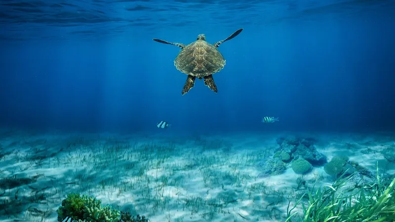 Турист в Египте вырезал надпись на краснокнижной черепахе