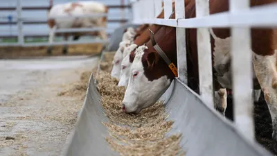 Корова, коровы, крупный рогатый скот, скотоводство, фермерское хозяйство, животноводство, ферма, сурет - Zakon.kz жаңалық 10.02.2026 09:15