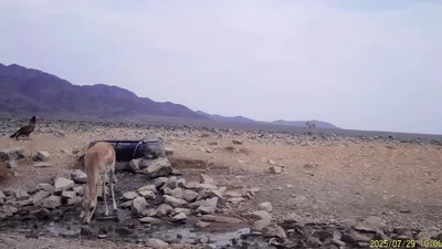 стервятник и джейраны на Чарыне, фото - Новости Zakon.kz от 20.08.2025 16:58