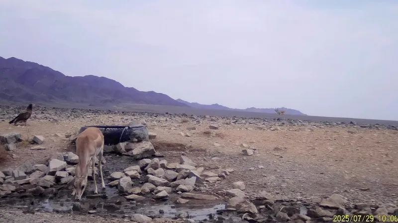Уникальное видео сняли на Чарыне: два редких и разных животных в одном кадре