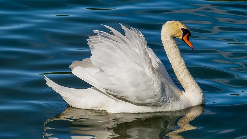 Символ благородства: почему лебеди в парках и прудах оказались "под прицелом" казахстанцев
