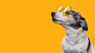 стильная собака, фото - Новости Zakon.kz от 22.08.2025 18:58