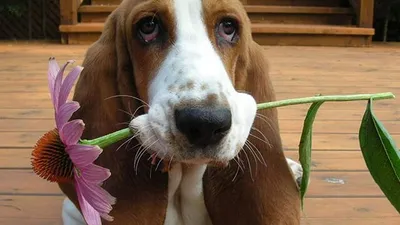 бассет-хаунд, фото - Новости Zakon.kz от 22.08.2025 11:53