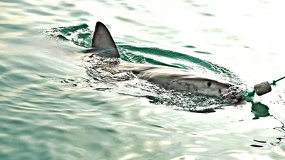 акула укусила человека, фото - Новости Zakon.kz от 22.08.2025 20:11