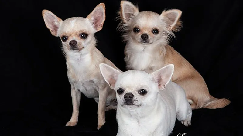 три чихуахуа, фото - Новости Zakon.kz от 22.08.2025 11:53