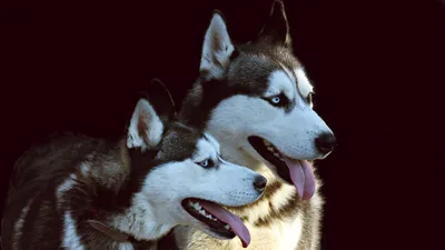 почему воют собаки, фото - Новости Zakon.kz от 23.08.2025 01:50