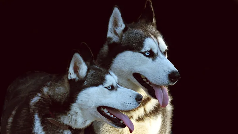 Почему собаки воют под музыку и какие мелодии им нравятся больше всего